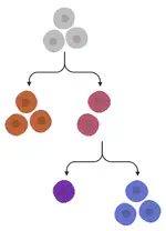 Extending HDP for Mutational Signatures: Incorporating Evolutionary Trees